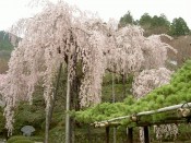 善峯寺遊龍の松と枝垂桜