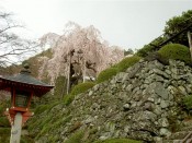 善峯寺の枝垂桜