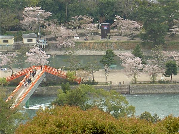 大吉山から見た宇治川と朝霧橋と桜