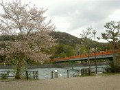 宇治川と朝霧橋と桜