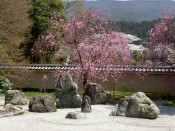 桜・実相院