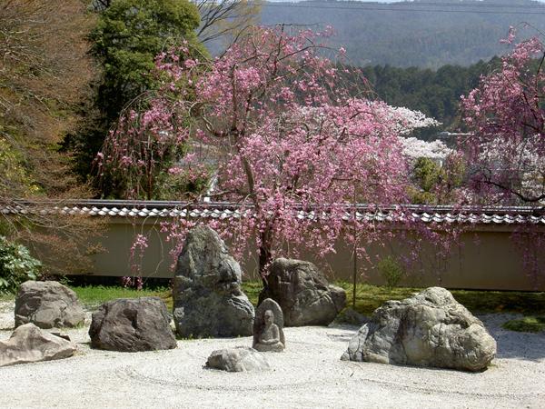 実相院の枯山水石庭と桜