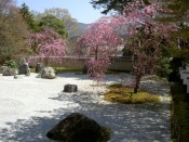 実相院の枯山水石庭と桜