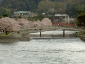 宇治川の橘橋と桜