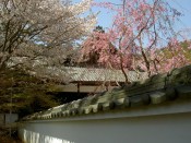 実相院の桜