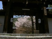 実相院の桜
