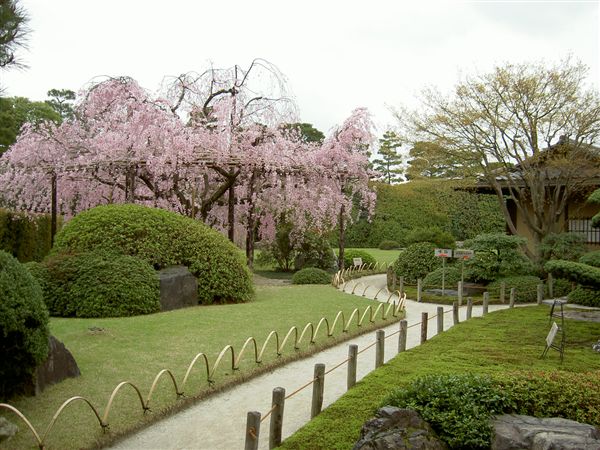 城南宮「室町の庭」の桜
