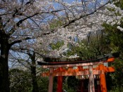 神泉苑の稲荷社と桜