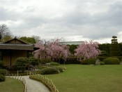 城南宮楽水軒と桜