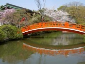 神泉苑の法成橋と桜
