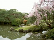 城南宮「室町の庭」の桜
