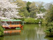 神泉苑の龍王船と桜