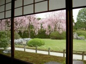 城南宮「桃山の庭」の桜