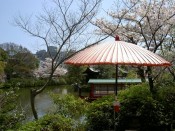 神泉苑の龍王船と桜