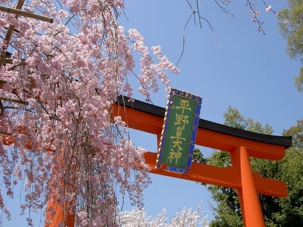 平野神社鳥居と桜