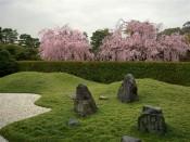 城南離宮の桜