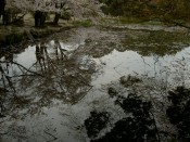 勧修寺氷室の池に映る桜