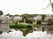 勧修寺氷室の池と桜
