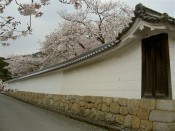 勧修寺白壁と桜
