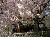 上品蓮台寺の桜