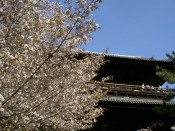 南禅寺三門と桜