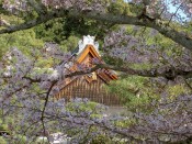 南禅寺方丈と桜
