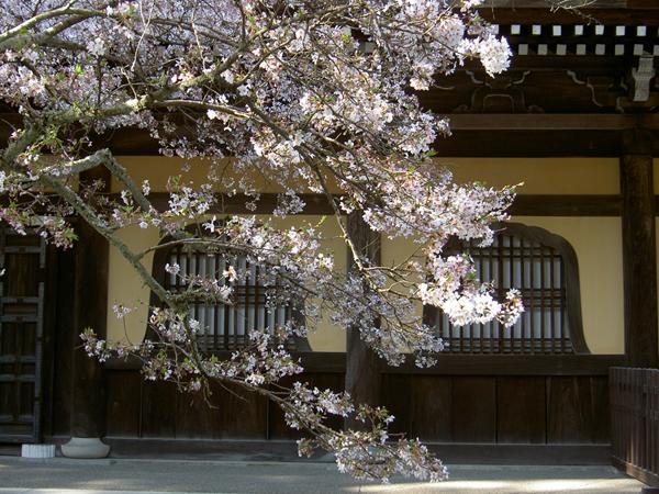 南禅寺法堂と桜