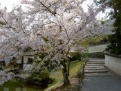 平等院の桜