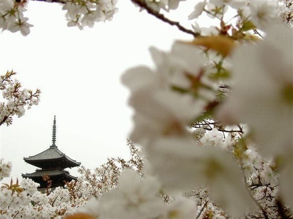 御室桜と五重塔