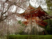仁和寺鐘楼と桜