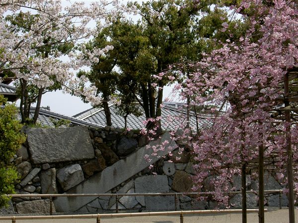 渉成園高石垣と桜