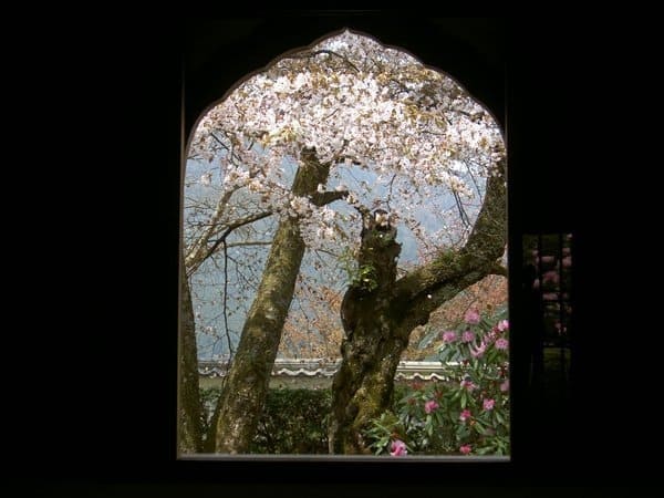 大原三千院の桜