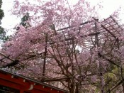大原三千院の桜
