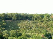 松ヶ崎の大黒天山（標高約186.5ｍ）