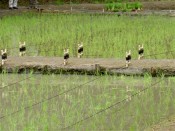 田植えが終わり、10月25日の抜穂祭で刈り取られる